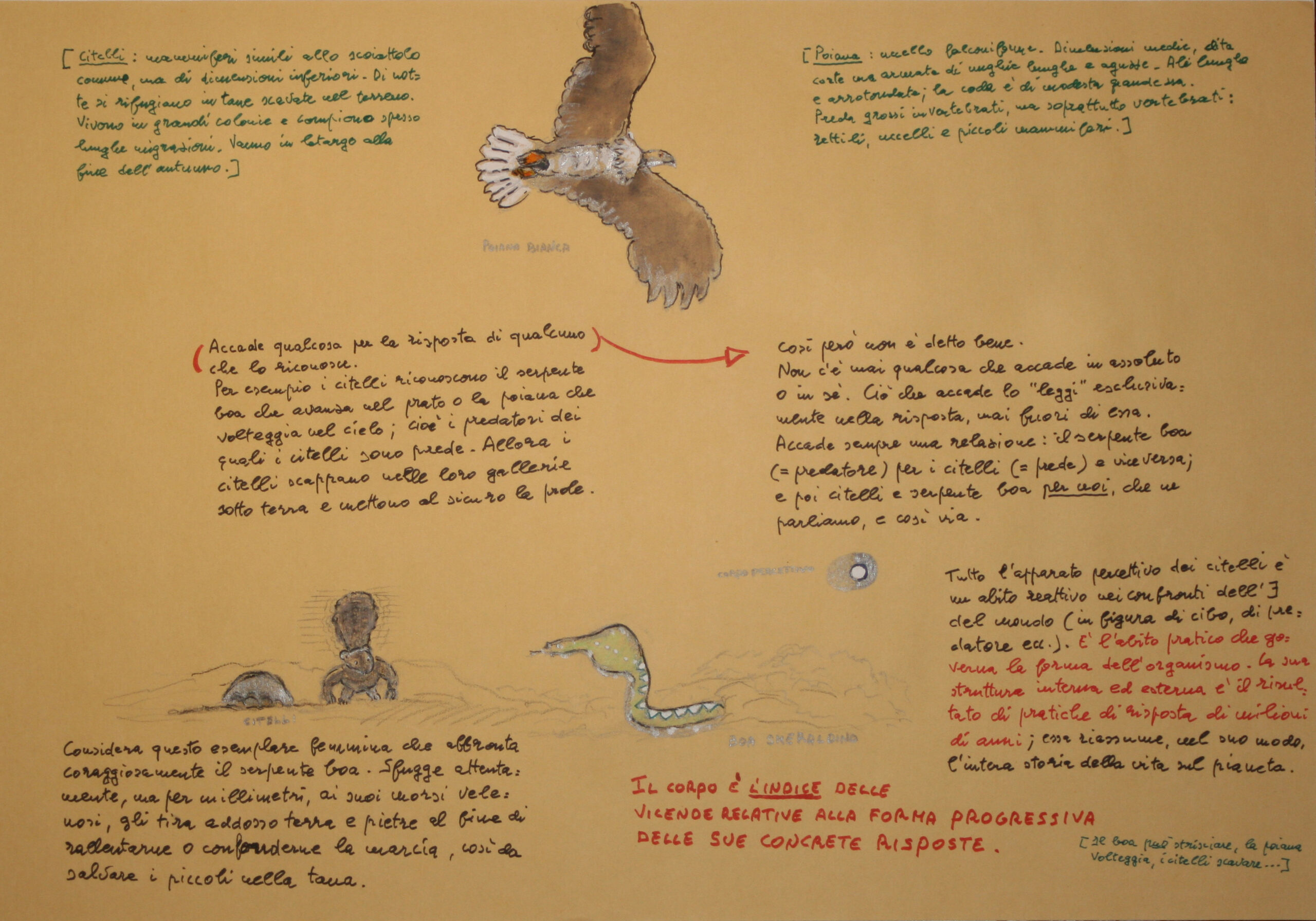 Il corpo come indice delle sue pratiche