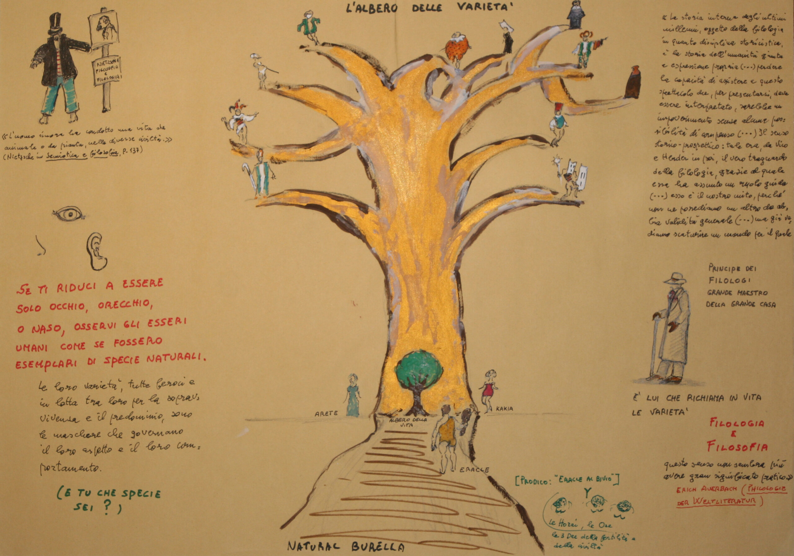L’albero delle varietà